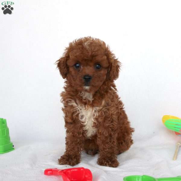 Jordan, Cavapoo Puppy